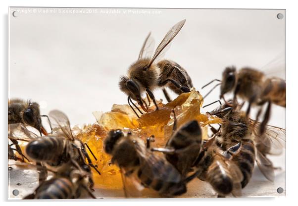  Bee and honey Acrylic by Vladimir Sidoropolev