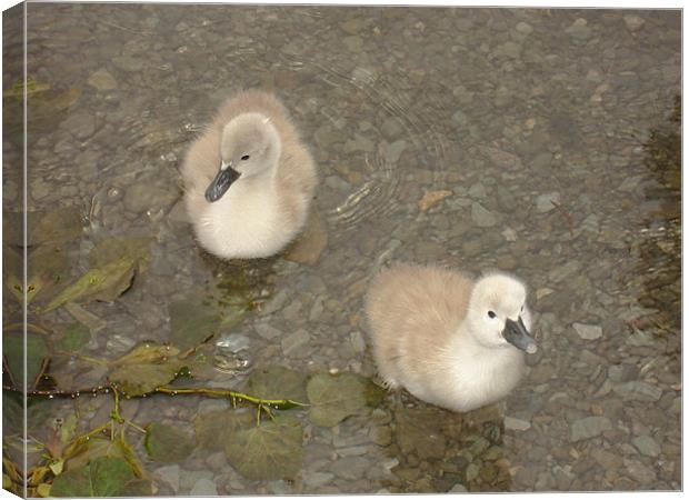 Cygnets testing the water Canvas Print by Catherine Fowler