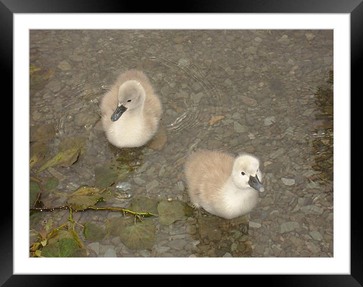 Cygnets testing the water Framed Mounted Print by Catherine Fowler