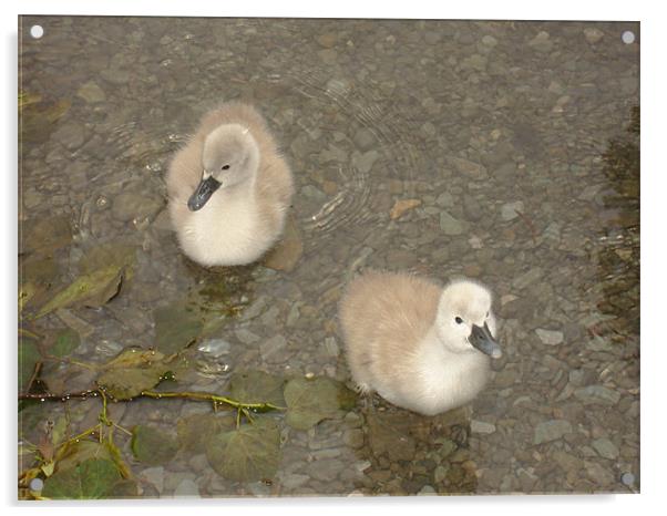Cygnets testing the water Acrylic by Catherine Fowler
