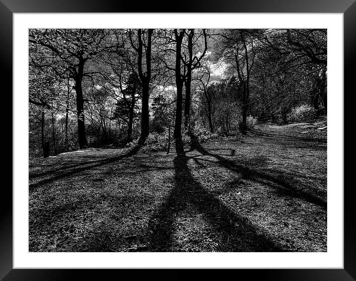 The Road Not Taken in Billinge Woods Framed Mounted Print by Sandra Pledger