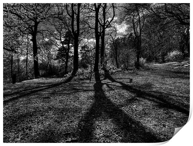  The Road Not Taken in Billinge Woods Print by Sandra Pledger