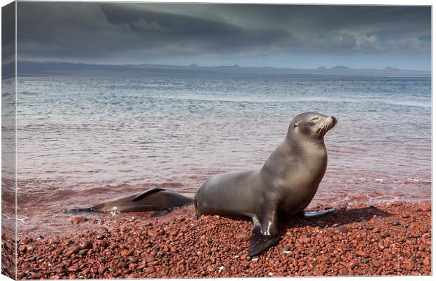 Sealions on Red Sand Beach Canvas Print by Gail Johnson
