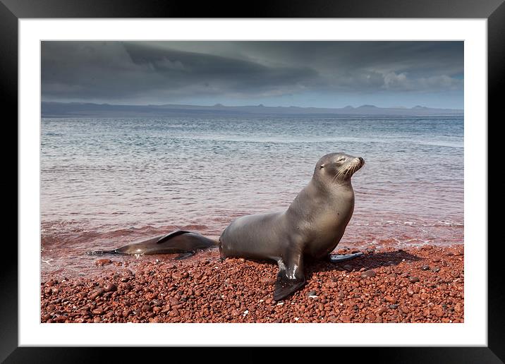 Sealions on Red Sand Beach Framed Mounted Print by Gail Johnson