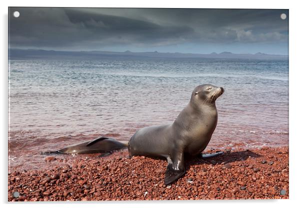 Sealions on Red Sand Beach Acrylic by Gail Johnson