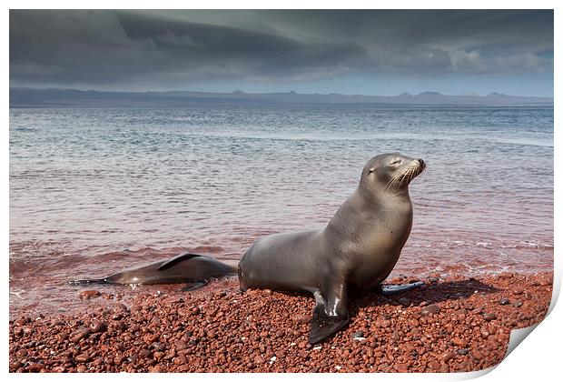 Sealions on Red Sand Beach Print by Gail Johnson
