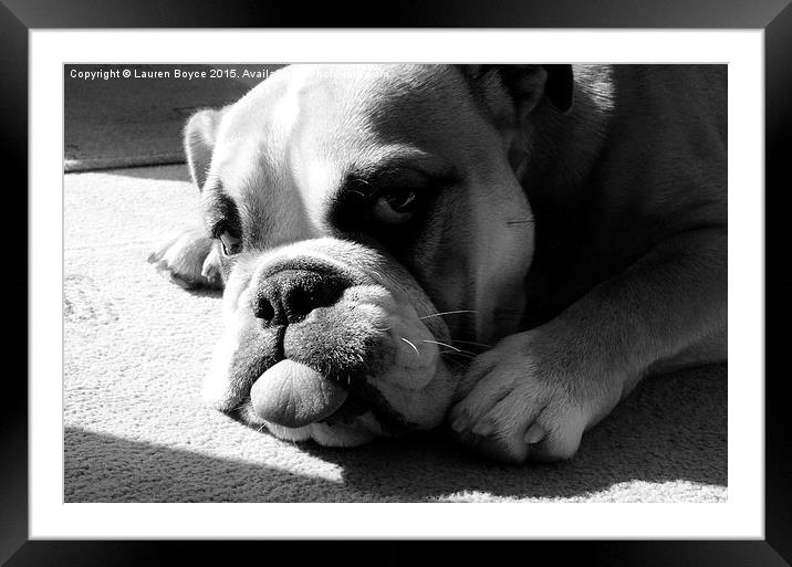 Bulldog laying in the sun Framed Mounted Print by Lauren Boyce