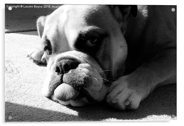 Bulldog laying in the sun Acrylic by Lauren Boyce