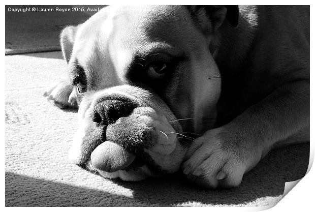 Bulldog laying in the sun Print by Lauren Boyce