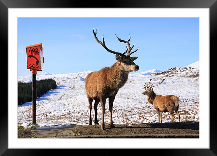 Red Deer Stag Framed Mounted Print by Gail Johnson