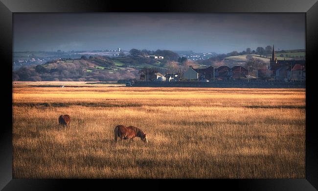 Marsh ponies at Penclawdd village Framed Print by Leighton Collins