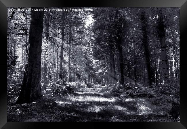 Bowmont Forest, in Black and White Framed Print by Gavin Liddle