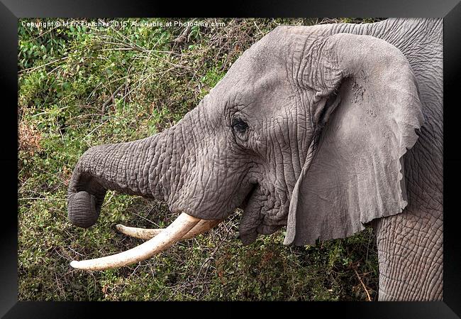 Amboseli Elephant Framed Print by Mary Fletcher