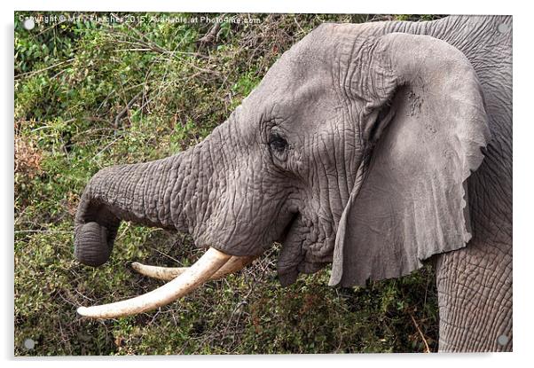 Amboseli Elephant Acrylic by Mary Fletcher