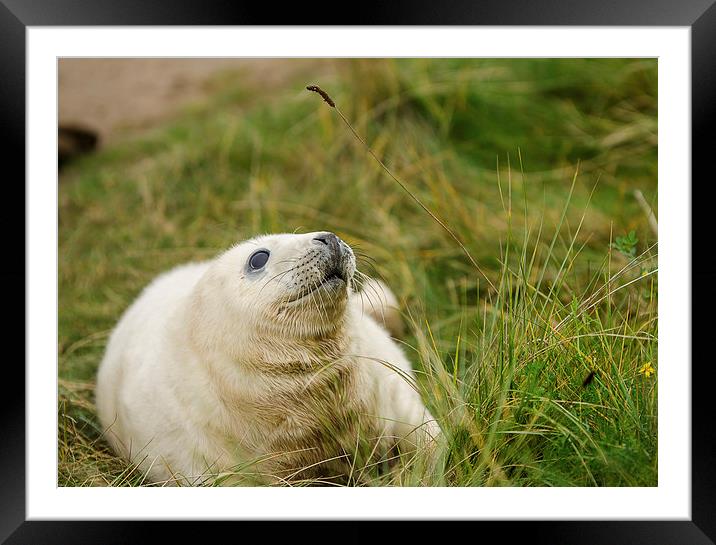 Seal Pup Framed Mounted Print by Pam Sargeant