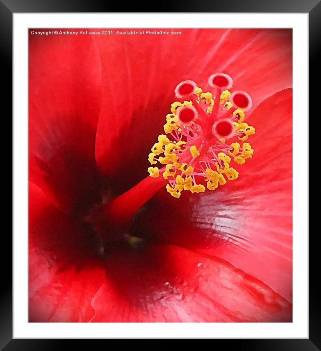 Red Hibiscus flower Framed Mounted Print by Anthony Kellaway