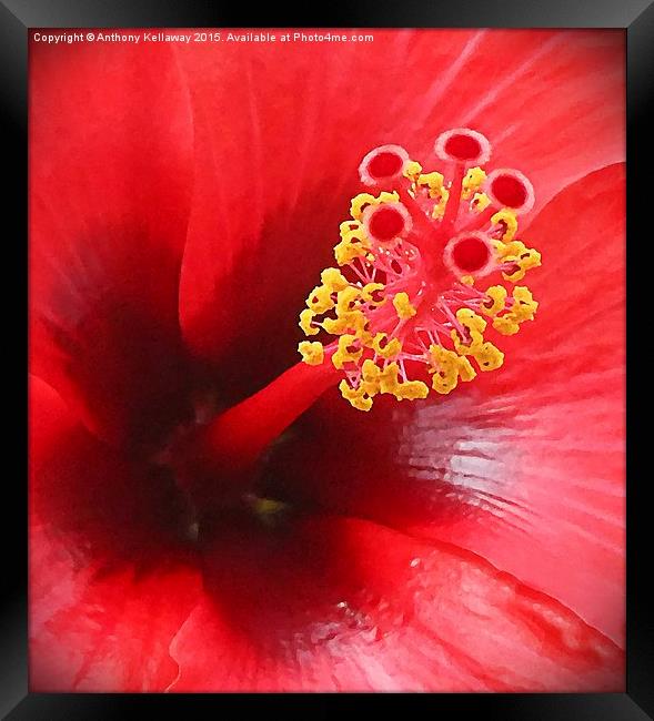Red Hibiscus flower Framed Print by Anthony Kellaway