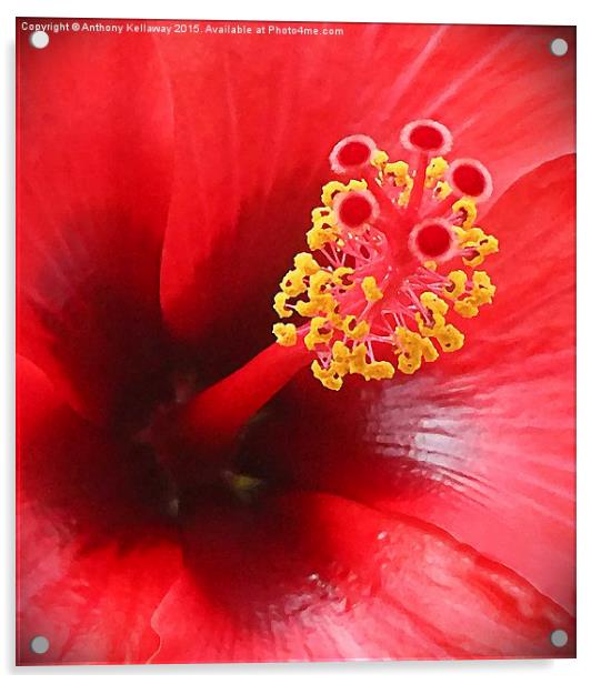 Red Hibiscus flower Acrylic by Anthony Kellaway