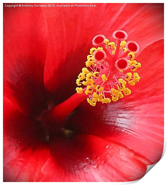 Red Hibiscus flower Print by Anthony Kellaway