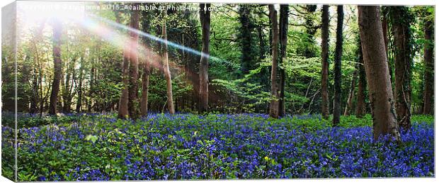 Bluebell Woods Canvas Print by Gary Horne