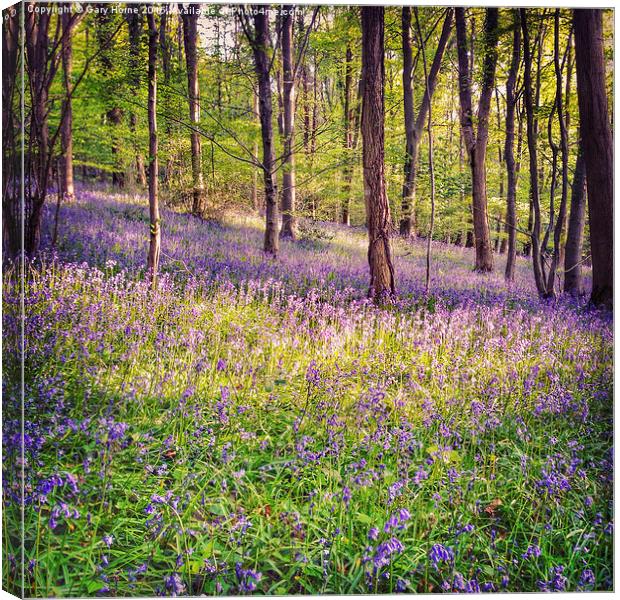 Bluebell Woods in Bristol Canvas Print by Gary Horne