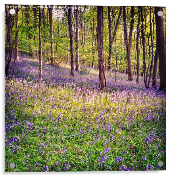 Bluebell Woods in Bristol Acrylic by Gary Horne