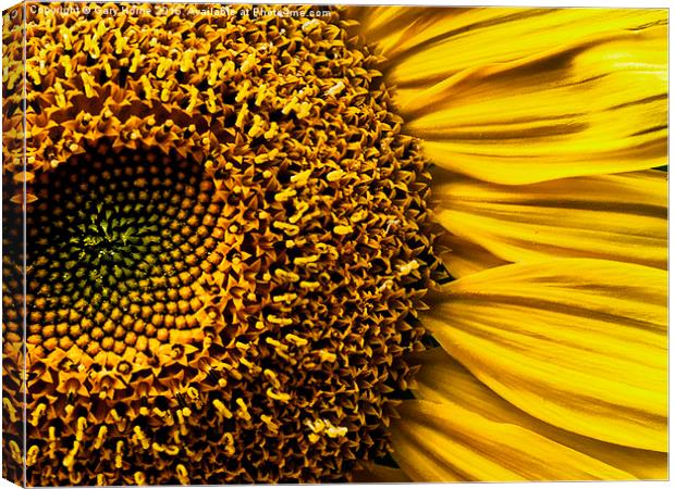 Here Comes the Sun Canvas Print by Gary Horne
