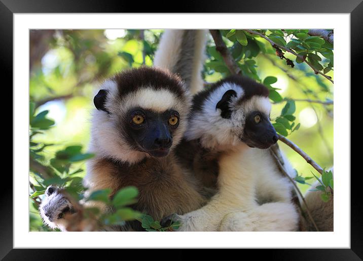 Dancing Verreaux sifika lemurs Framed Mounted Print by Gail Johnson