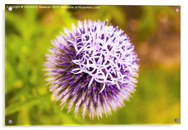 Purple Allium Acrylic by Vincent J. Newman