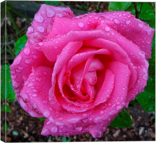 Pink Rose after the Rain  Canvas Print by ian jackson