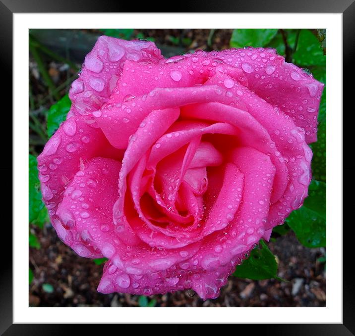 Pink Rose after the Rain  Framed Mounted Print by ian jackson