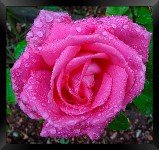 Pink Rose after the Rain  Framed Print by ian jackson