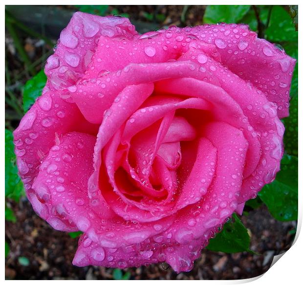 Pink Rose after the Rain  Print by ian jackson