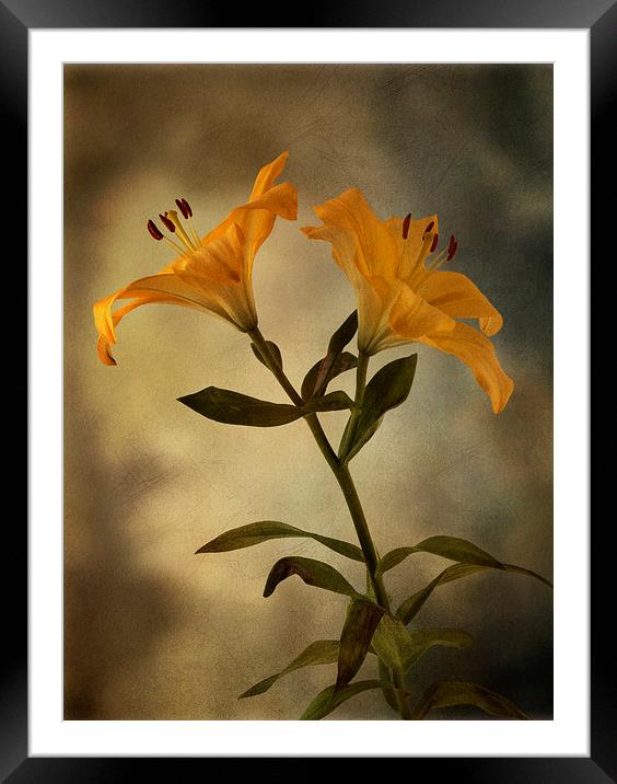 Yellow Lily on stem Framed Mounted Print by Eddie John