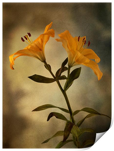 Yellow Lily on stem Print by Eddie John