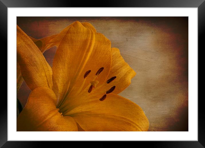 Yellow Lilium flower with texture overlay Framed Mounted Print by Eddie John