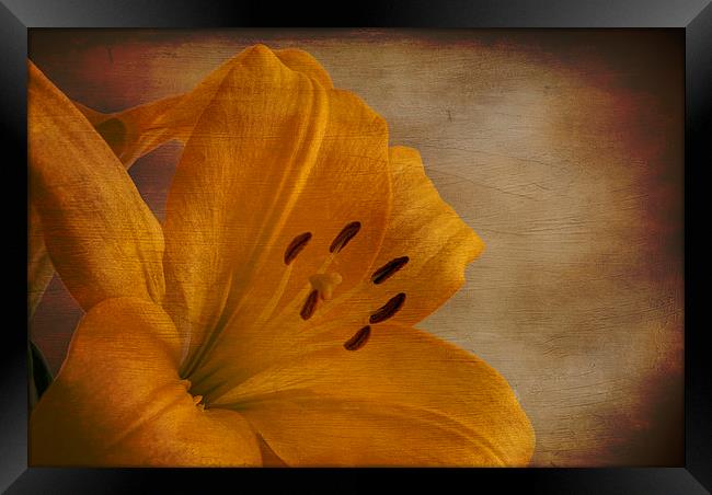 Yellow Lilium flower with texture overlay Framed Print by Eddie John