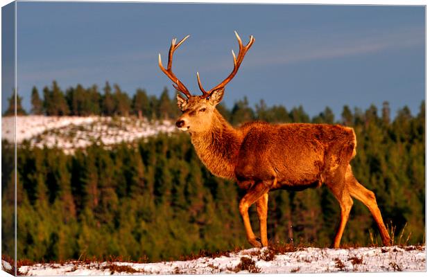 Stag in the Winter Sun Canvas Print by Macrae Images