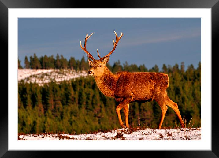 Stag in the Winter Sun Framed Mounted Print by Macrae Images