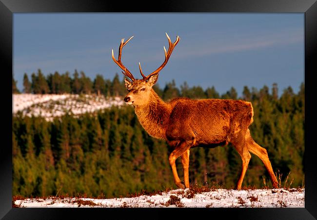 Stag in the Winter Sun Framed Print by Macrae Images