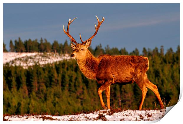 Stag in the Winter Sun Print by Macrae Images