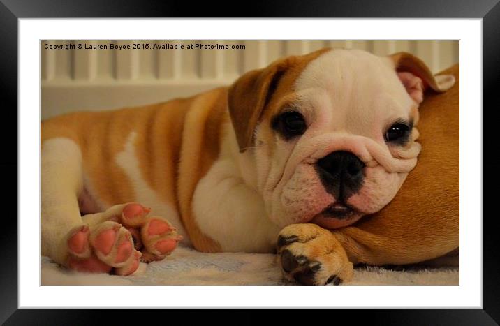 Adorable Bulldog Pup Framed Mounted Print by Lauren Boyce