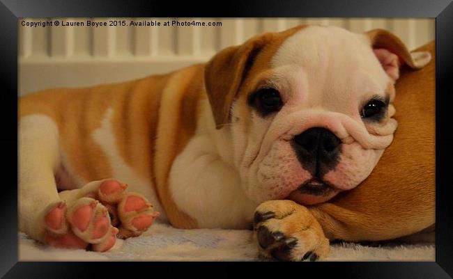 Adorable Bulldog Pup Framed Print by Lauren Boyce