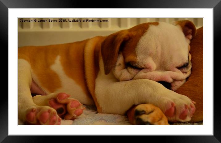 Bulldog puppy asleep on a blanket Framed Mounted Print by Lauren Boyce