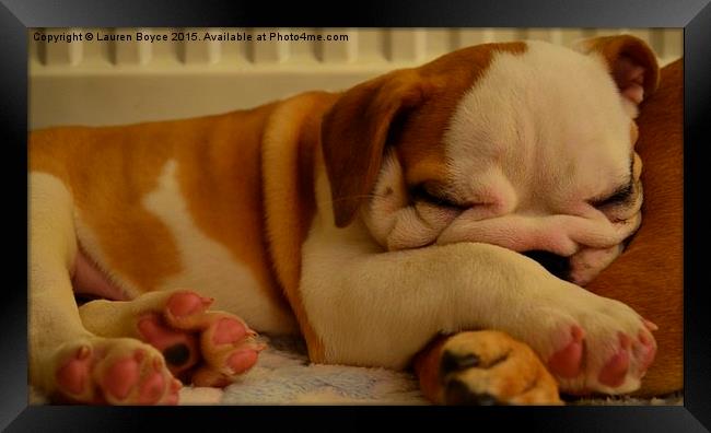 Bulldog puppy asleep on a blanket Framed Print by Lauren Boyce