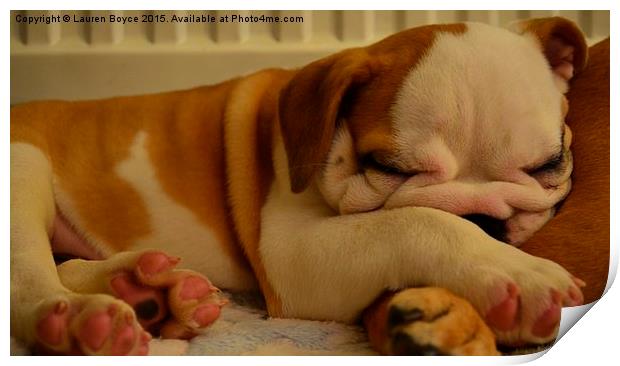 Bulldog puppy asleep on a blanket Print by Lauren Boyce