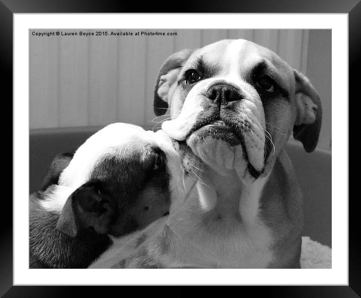  Bulldog Puppies Framed Mounted Print by Lauren Boyce