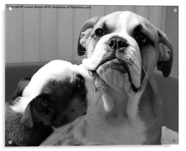  Bulldog Puppies Acrylic by Lauren Boyce