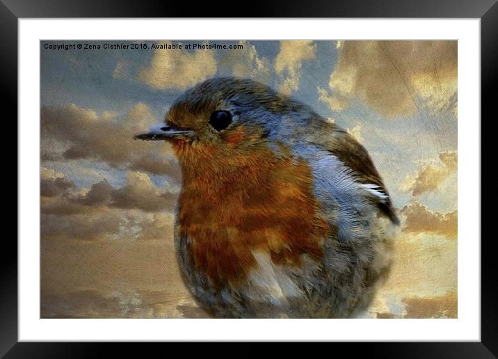  Robin Redbreast Framed Mounted Print by Zena Clothier
