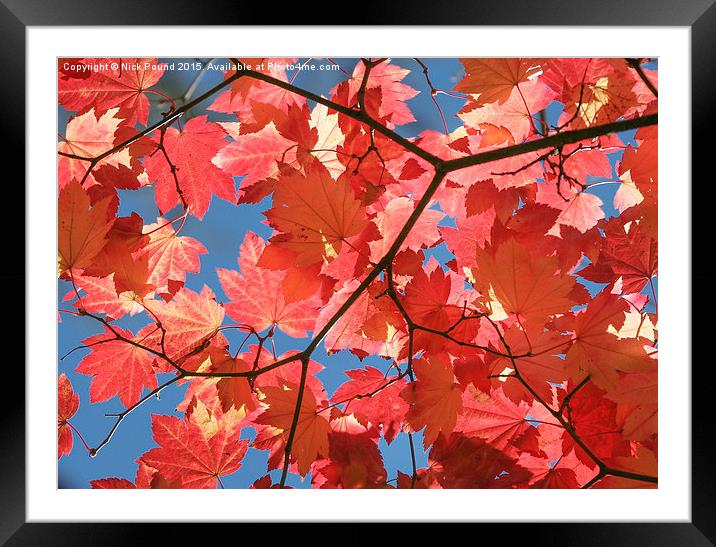 Autumn Leaves  Framed Mounted Print by Nick Pound